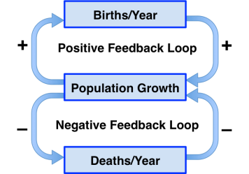 positive and negative feedback loops.png